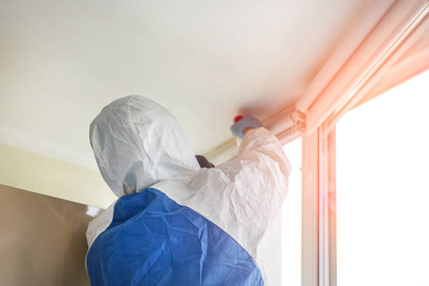 Reliable Vienna, IL Mold Removal Solutions